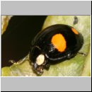 Harmonia axyridis - Asiatischer Marienkaefer 61.jpg